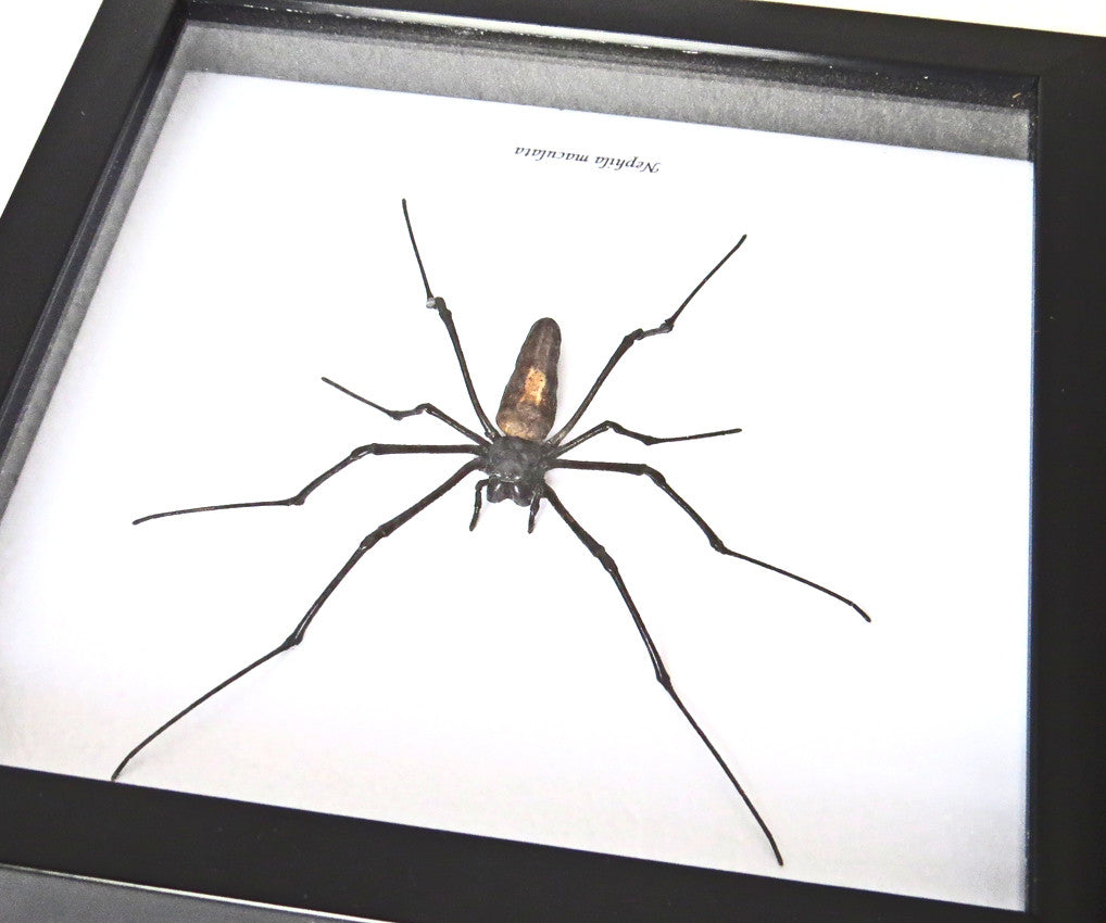 Spiders archnids insects Nephlia maculata Bits & Bugs