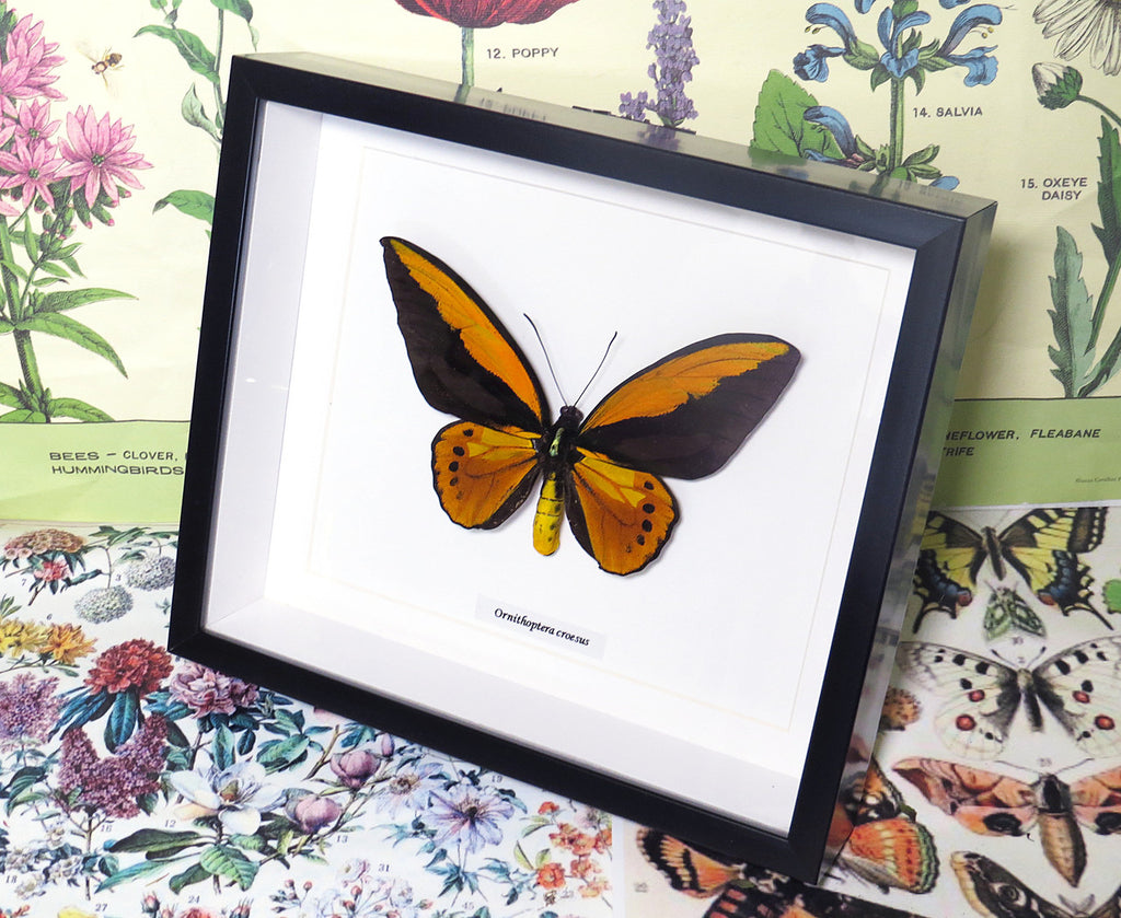 Ornithoptera croesus