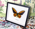 Ornithoptera croesus