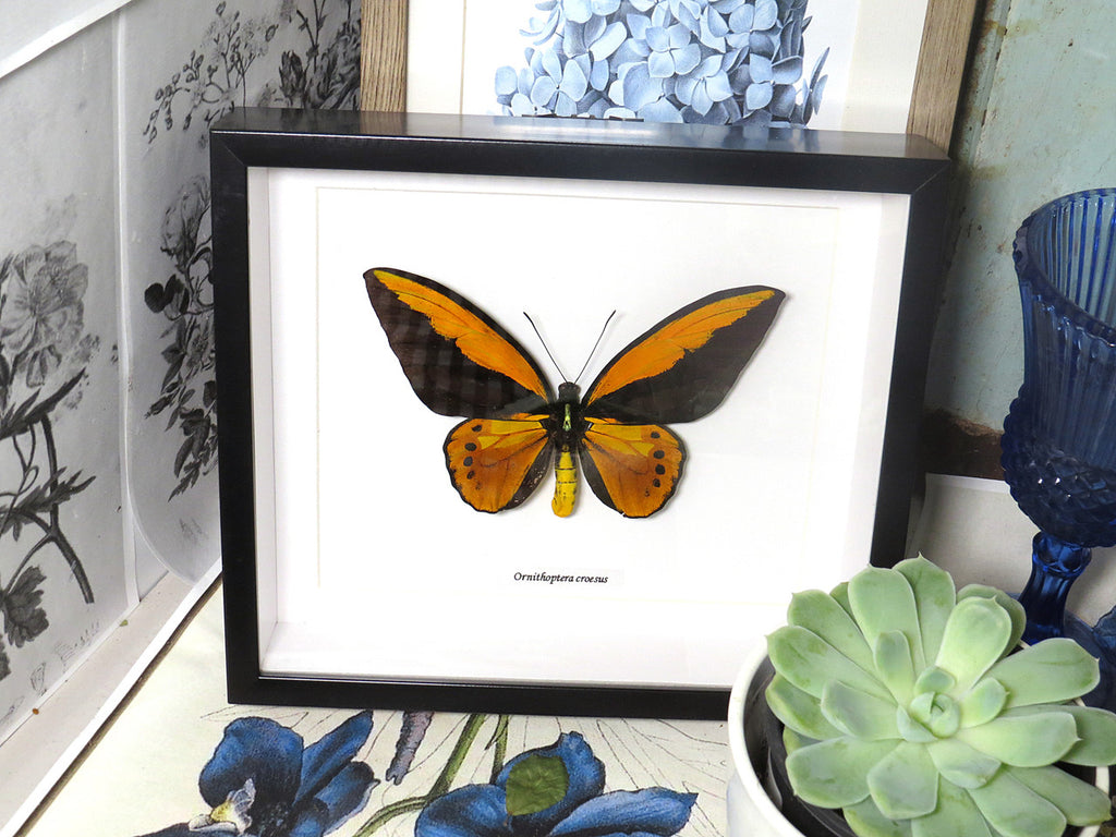 Ornithoptera croesus
