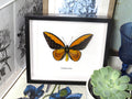 Ornithoptera croesus