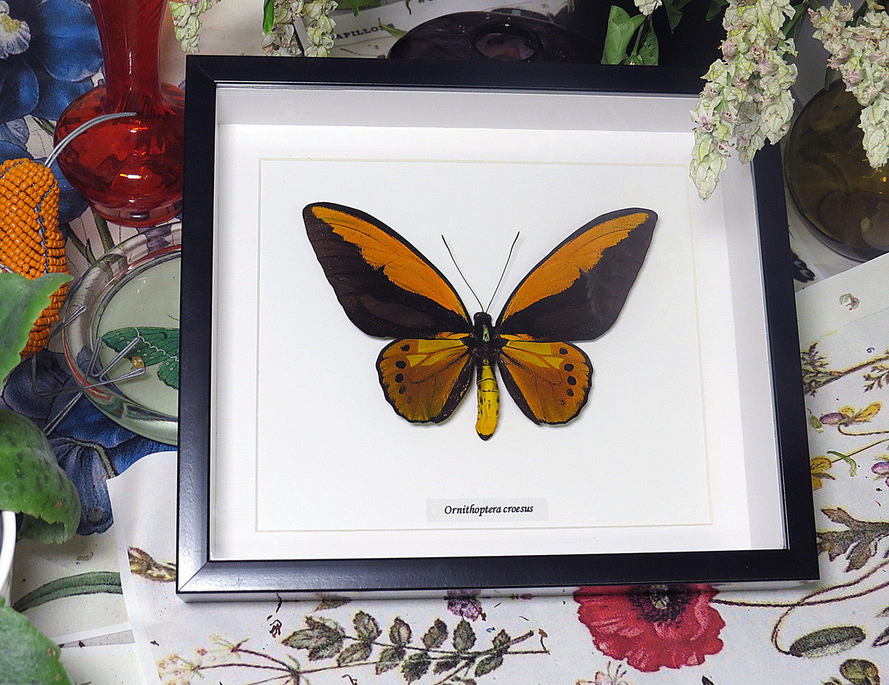 Ornithoptera croesus