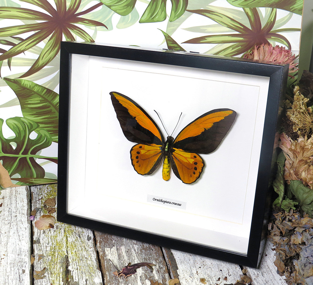 Ornithoptera croesus