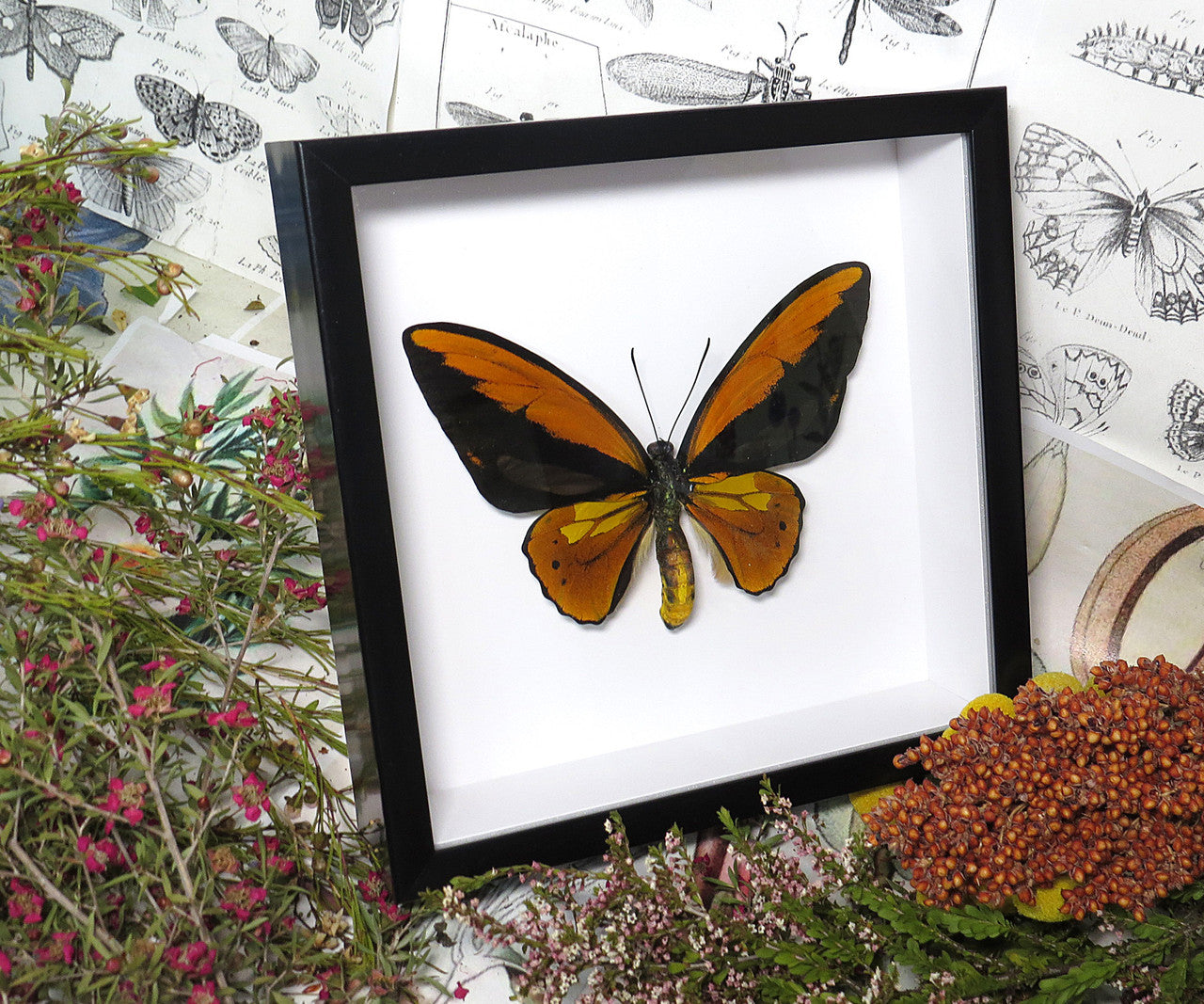 Ornithoptera croesus