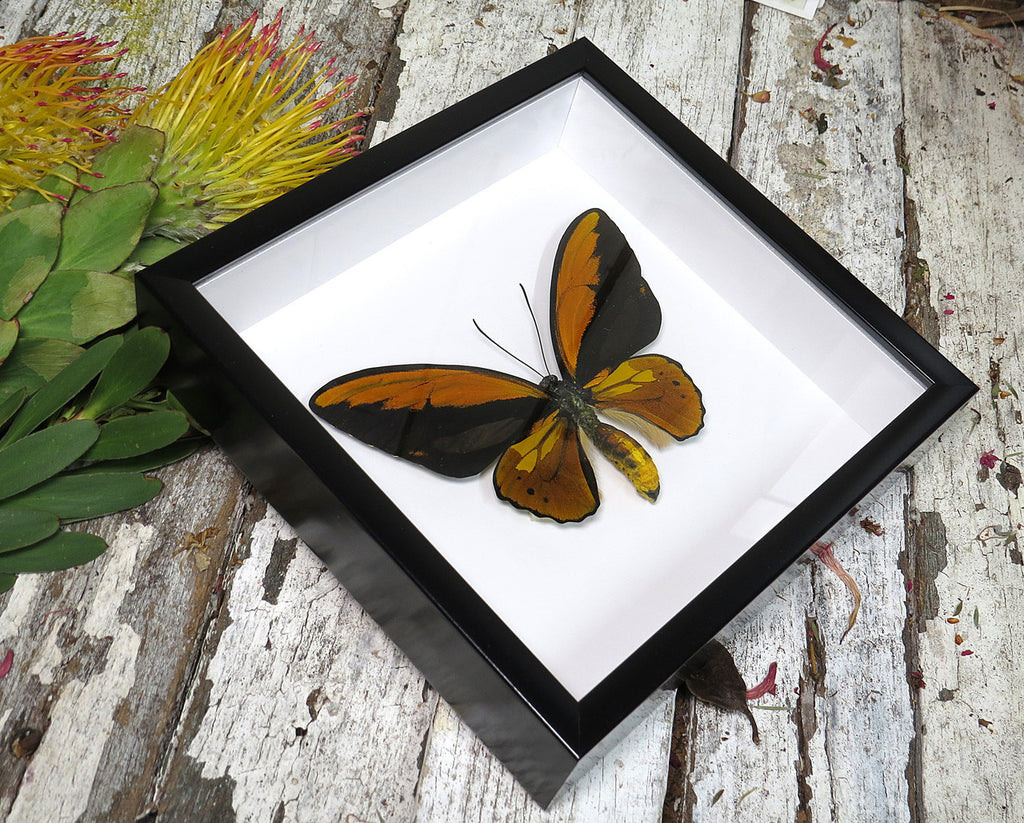 Ornithoptera croesus