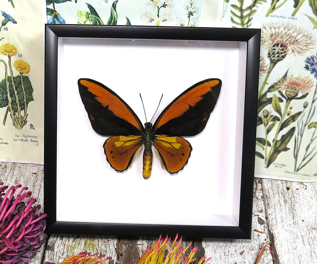 Ornithoptera croesus