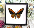 Ornithoptera croesus
