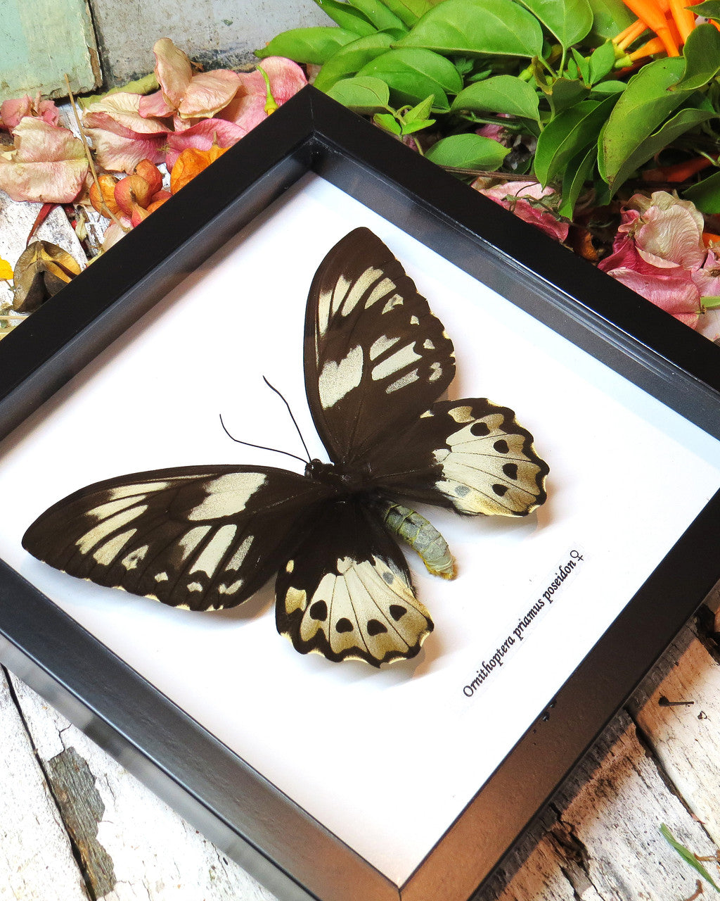 Ornithoptera priamus poseidon # F ( special )