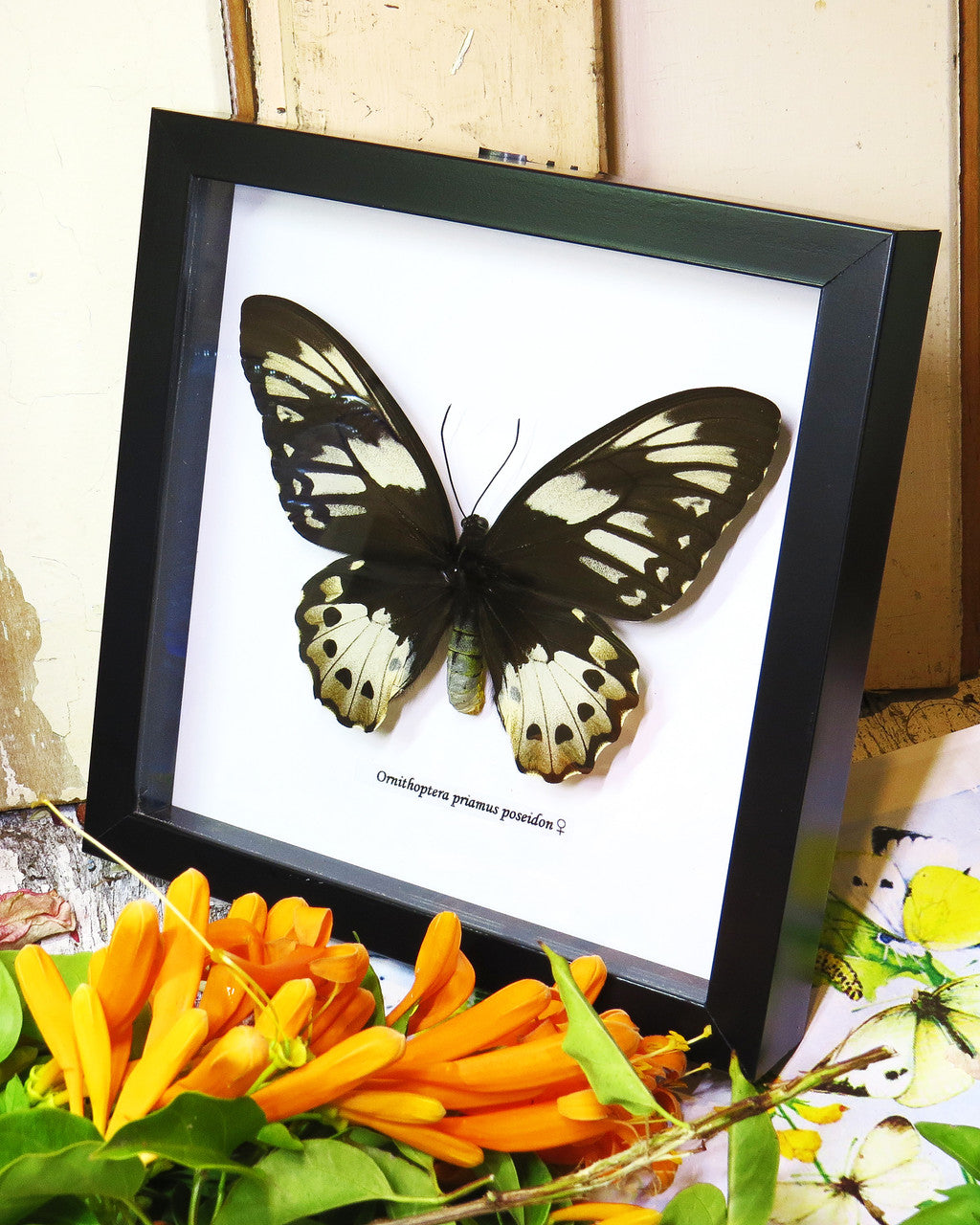 Ornithoptera priamus poseidon # F ( special )