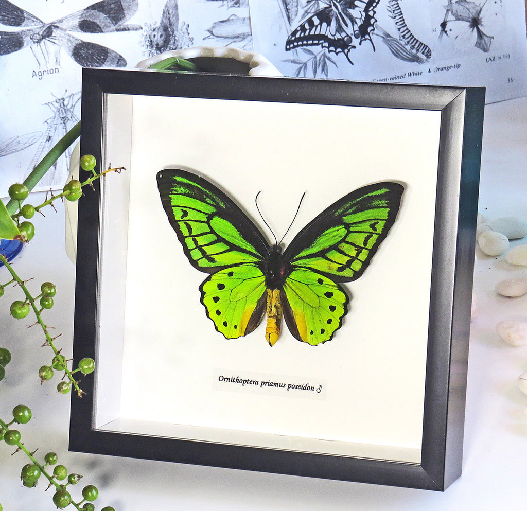 Ornithoptera priamus poseidon Male ventral