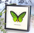 Ornithoptera priamus poseidon Male ventral
