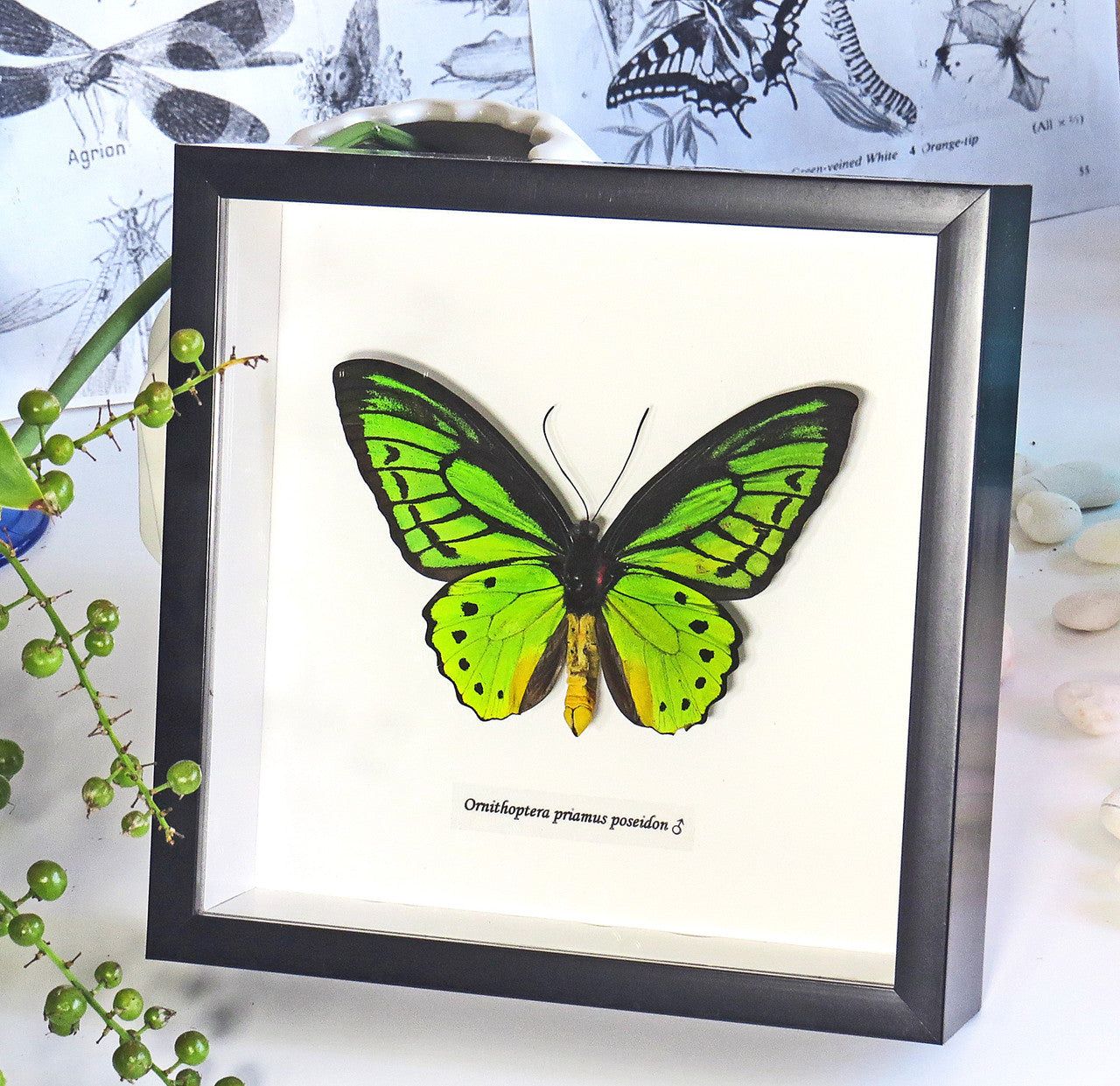 Ornithoptera priamus poseidon Male ventral