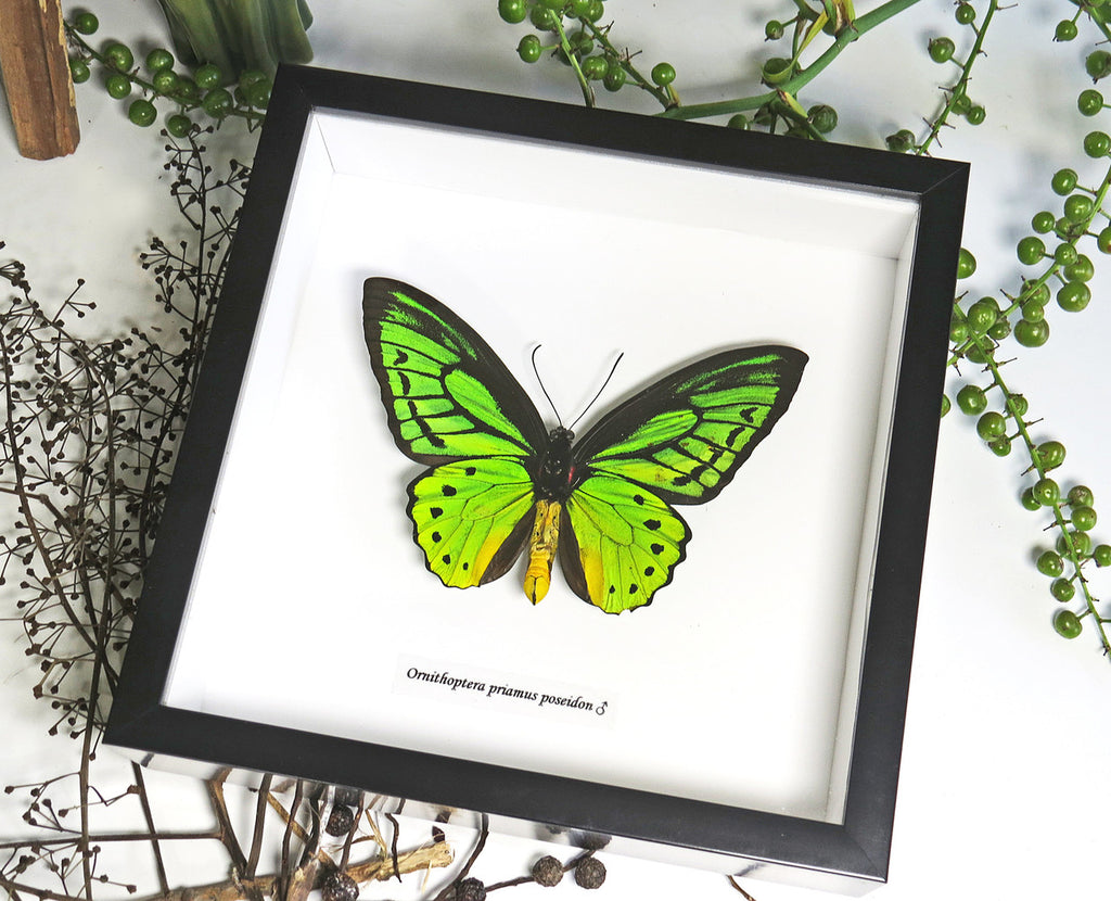 Ornithoptera priamus poseidon Male ventral