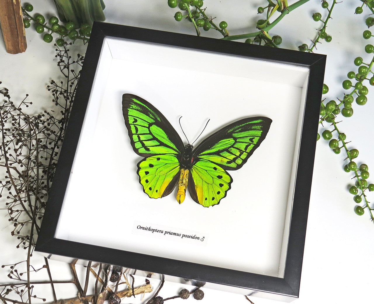 Ornithoptera priamus poseidon Male ventral