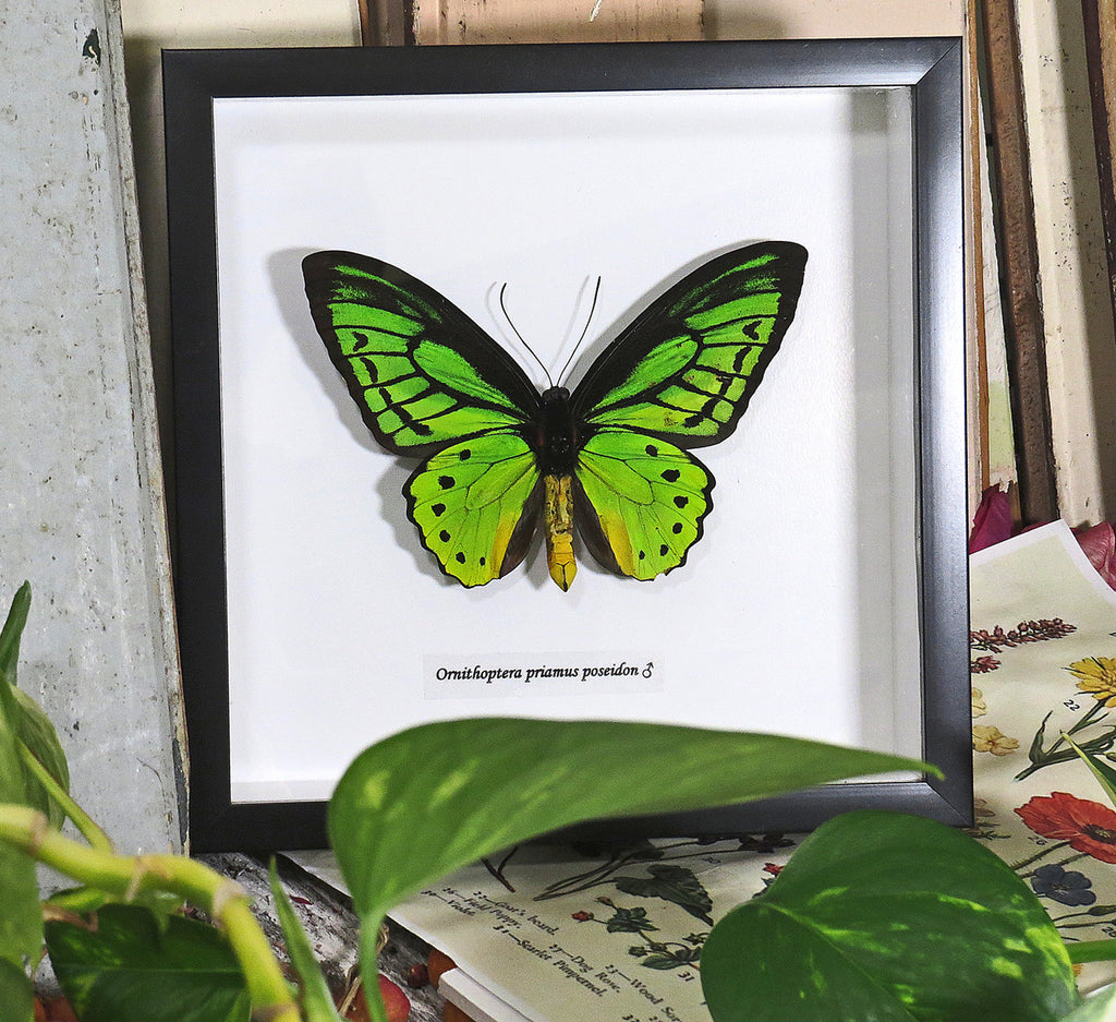 Ornithoptera priamus poseidon Male ventral