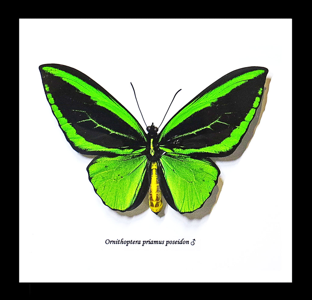 Ornithoptera priamus poseidon MALE # 20 ( special )