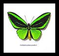 Ornithoptera priamus poseidon MALE # 20 ( special )