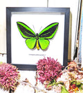 Ornithoptera priamus poseidon