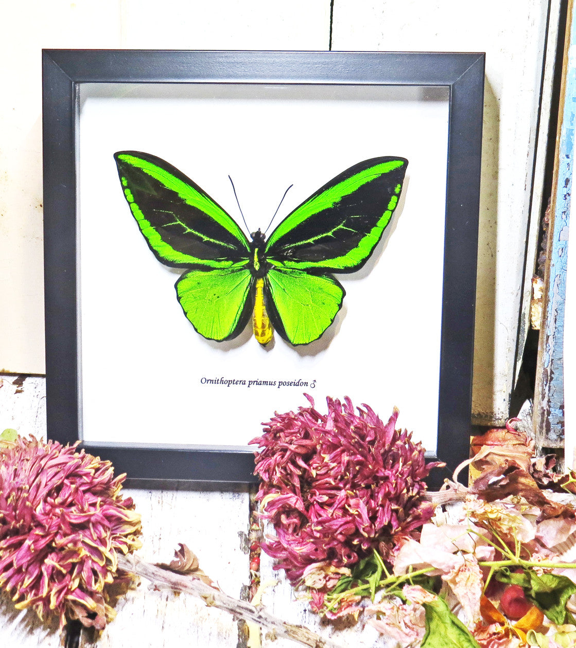 Ornithoptera priamus poseidon
