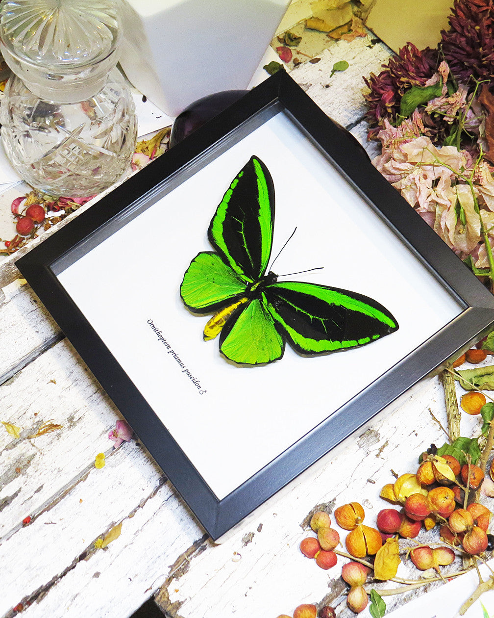 Ornithoptera priamus poseidon 