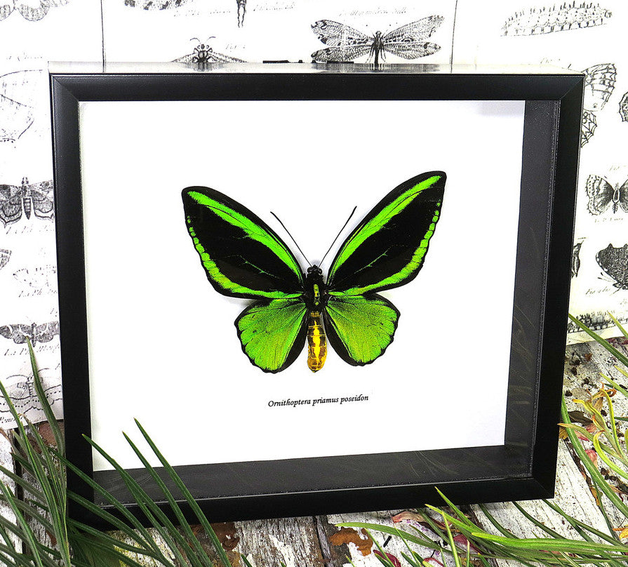 Ornithoptera priamus poseidon 