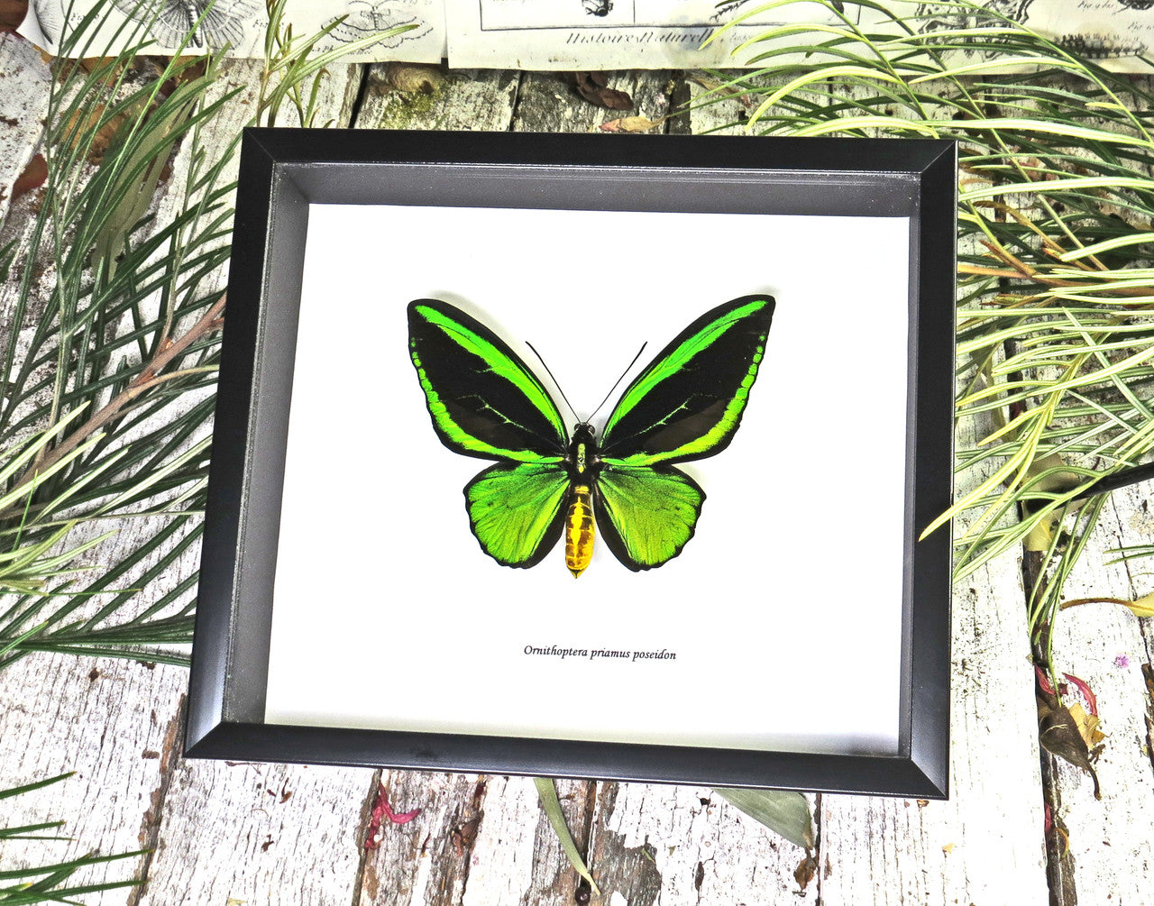 Ornithoptera priamus poseidon 