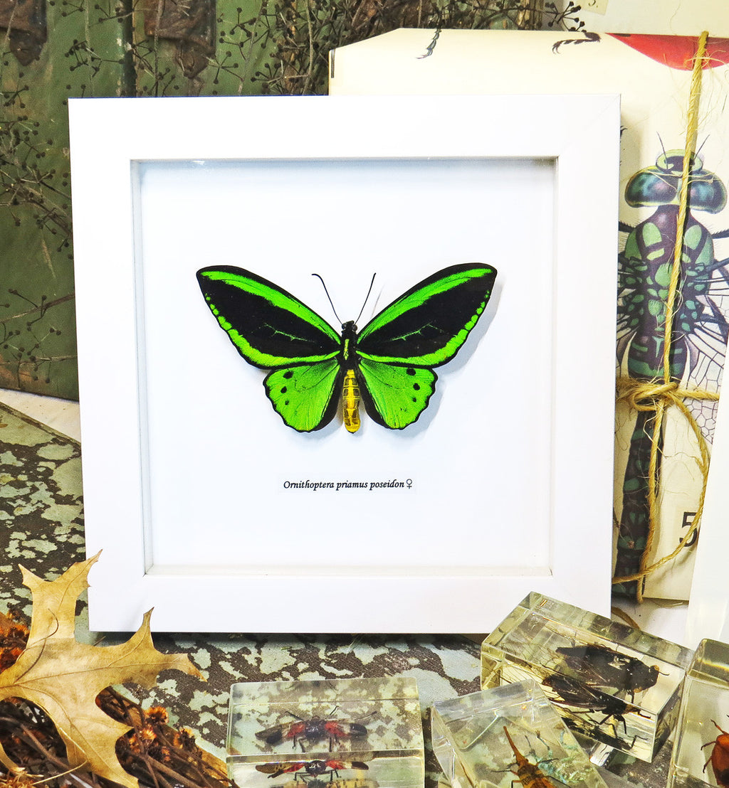 Ornithoptera priamus poseidon MALE Label white