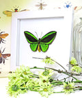 Ornithoptera priamus poseidon MALE Label white