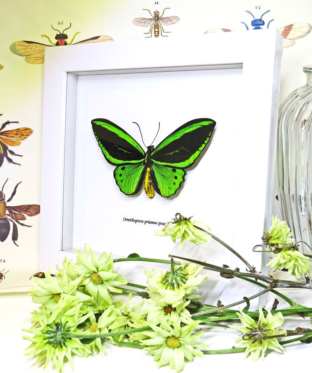 Ornithoptera priamus poseidon MALE Label white