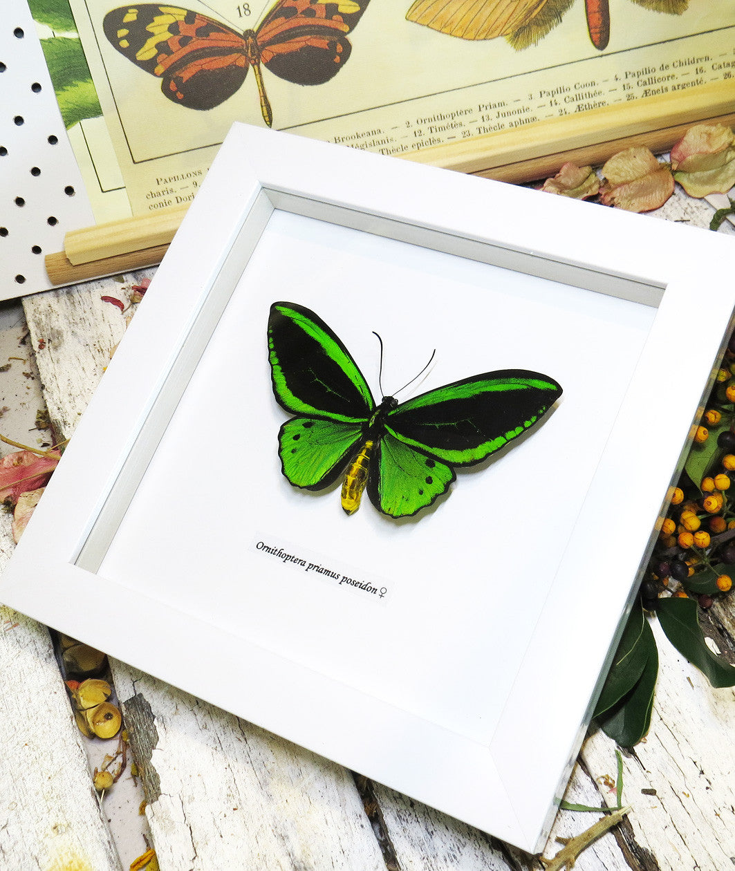 Ornithoptera priamus poseidon MALE Label white
