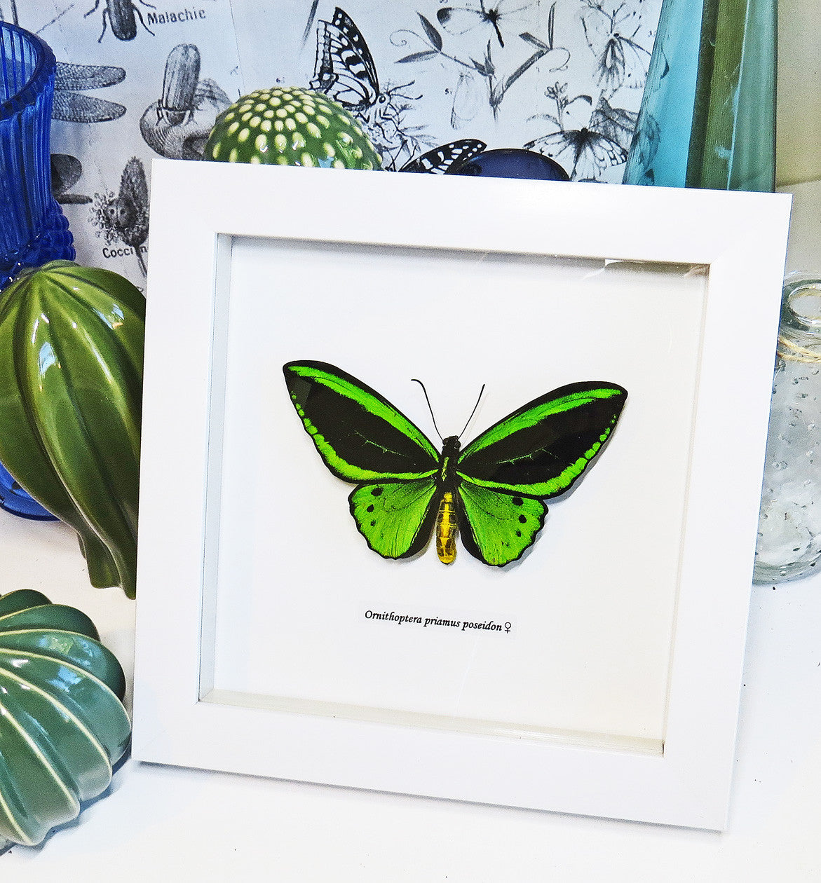 Ornithoptera priamus poseidon MALE Label white