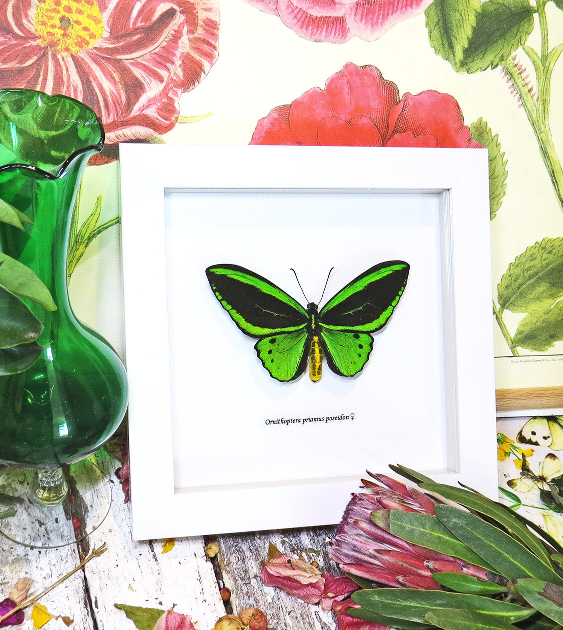Ornithoptera priamus poseidon MALE Label white