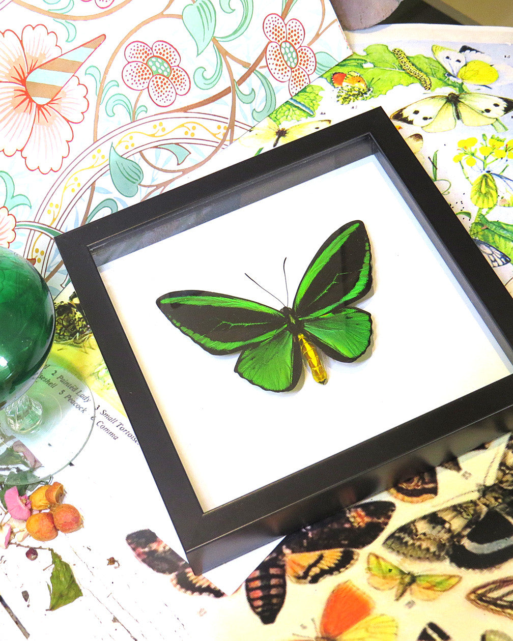 Ornithoptera priamus poseidon