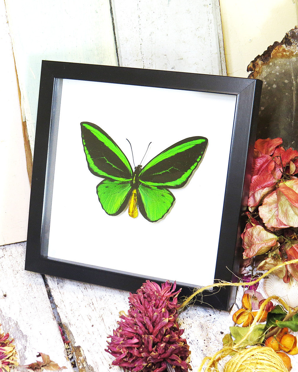 Ornithoptera priamus poseidon