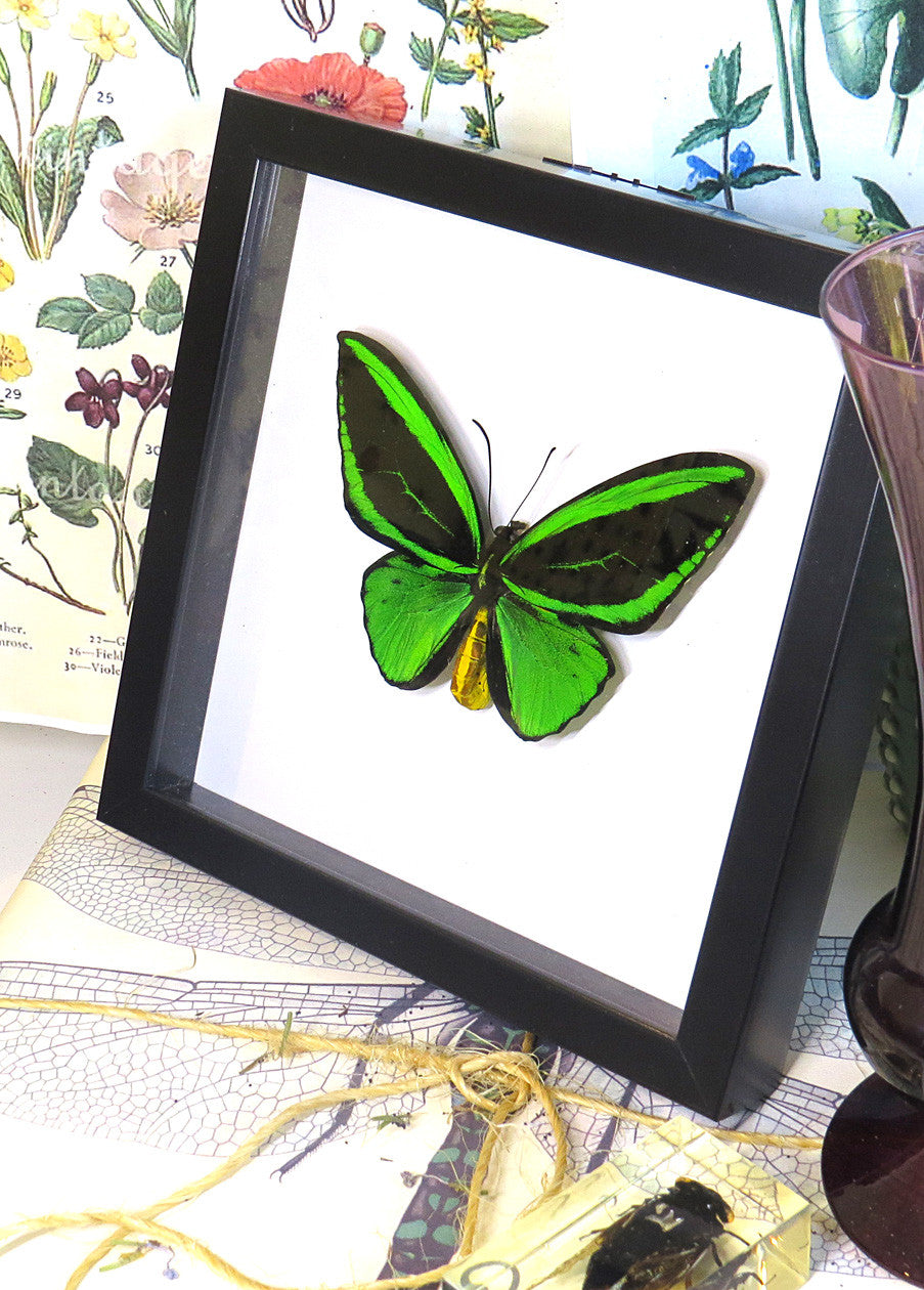 Ornithoptera priamus poseidon