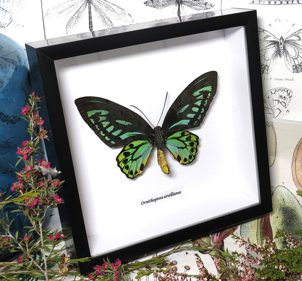 Ornithoptera priamus urvillianus 