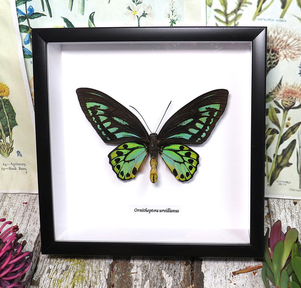 Ornithoptera priamus urvillianus 