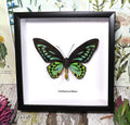 Ornithoptera priamus urvillianus 