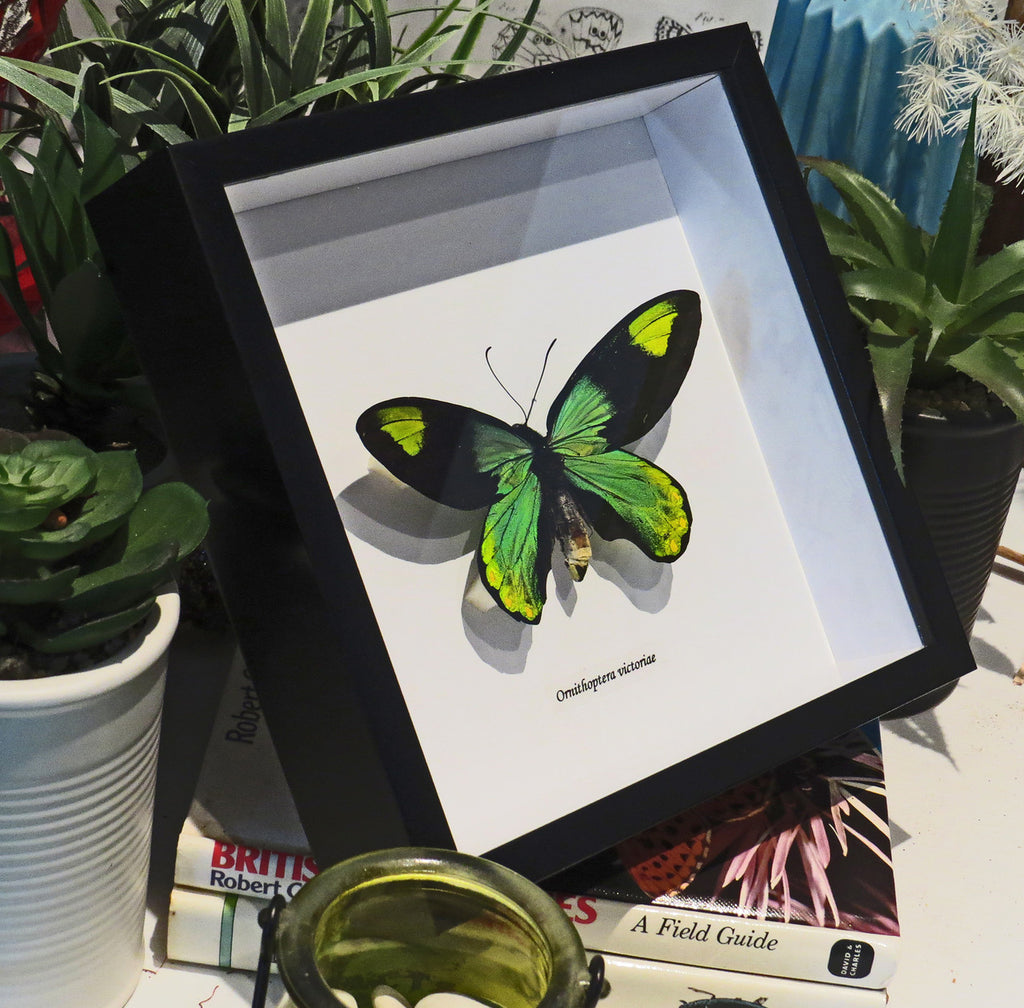 Ornithoptera victoriae male