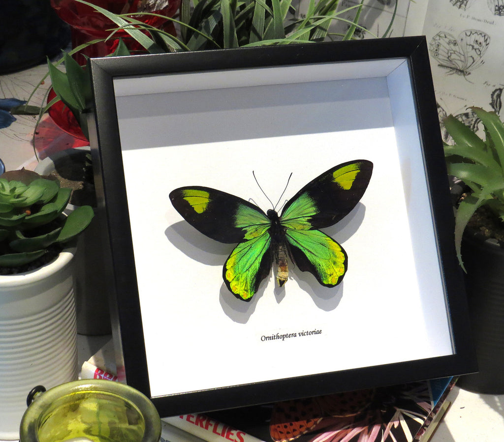 Ornithoptera victoriae male