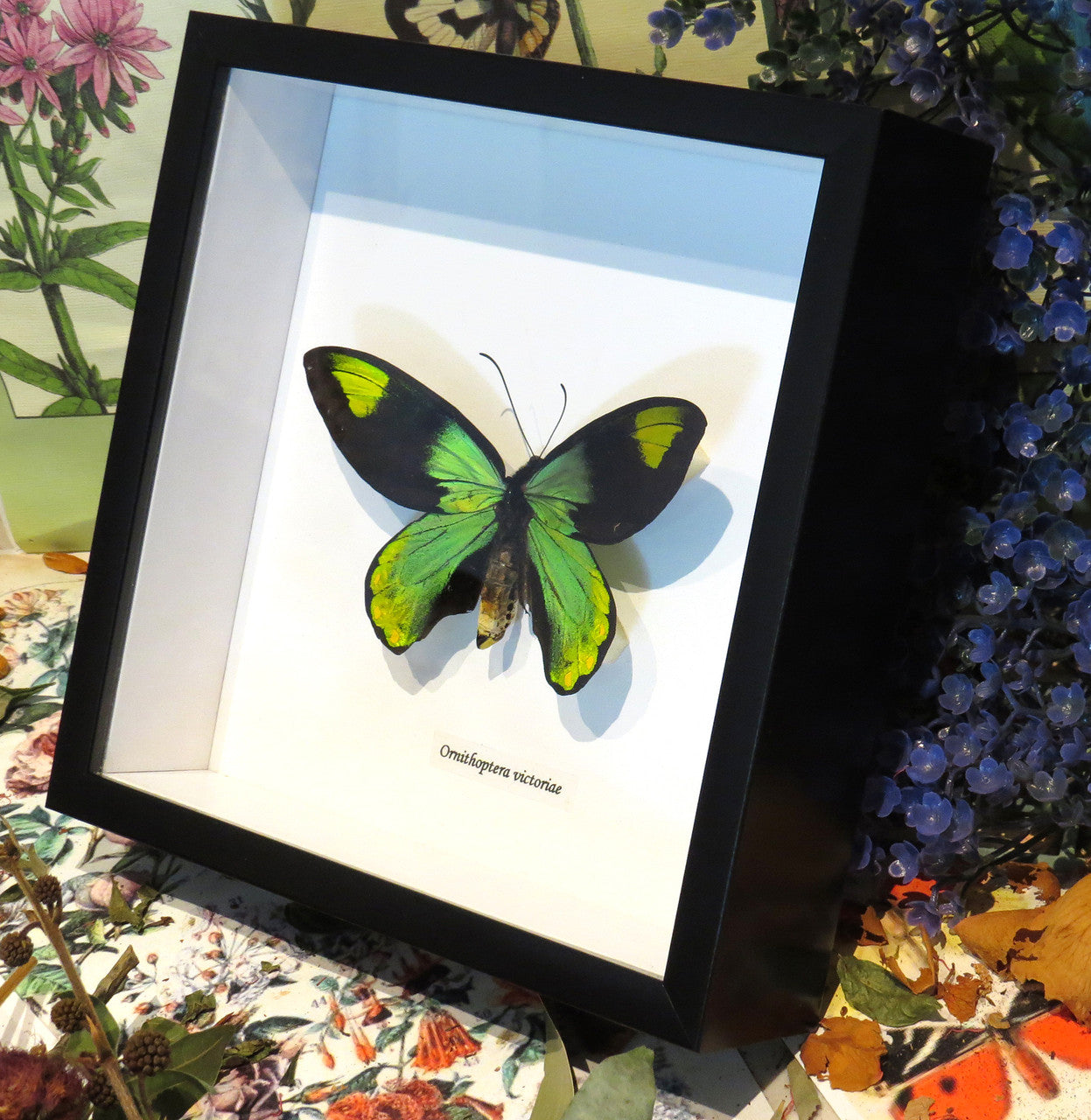 Ornithoptera victoriae male
