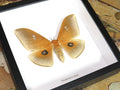 Pseudobunaea alinda