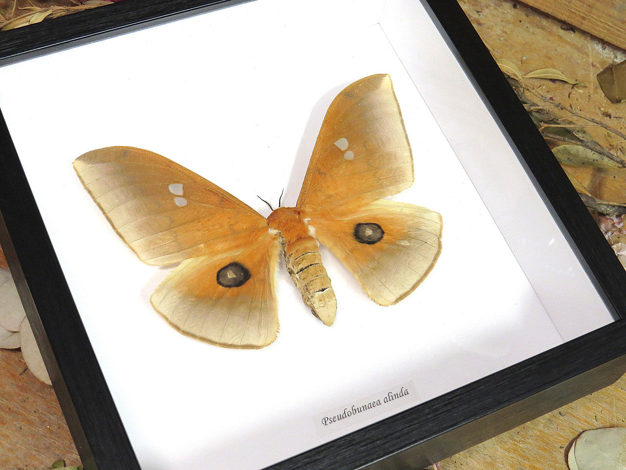 Pseudobunaea alinda