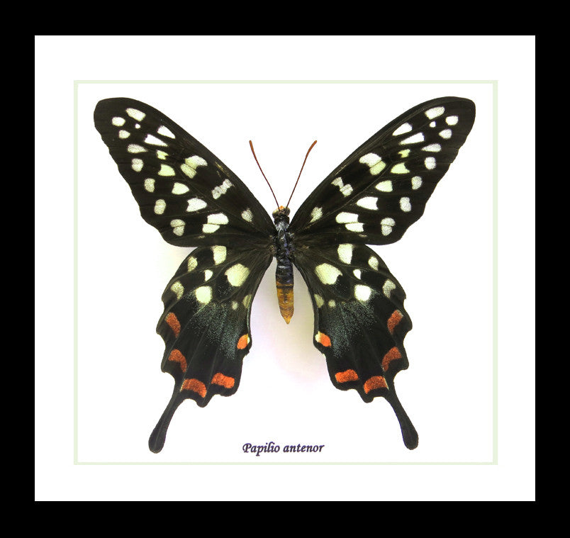 African butterfly Papilio antenor Bits & Bugs 