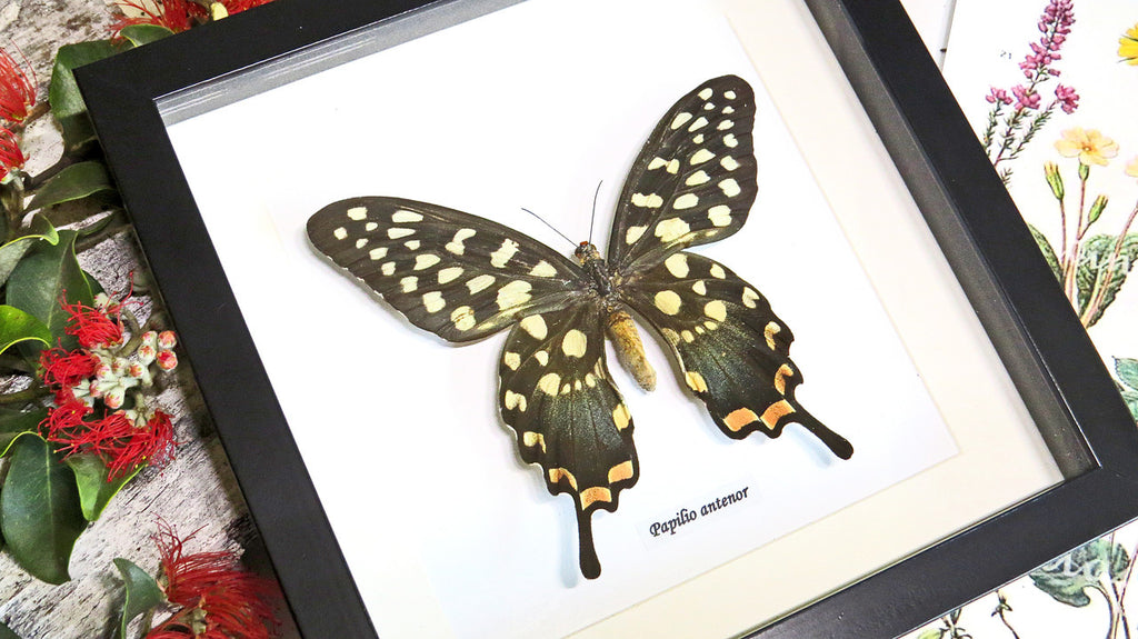 African butterfly Papilio antenor Bits & Bugs 