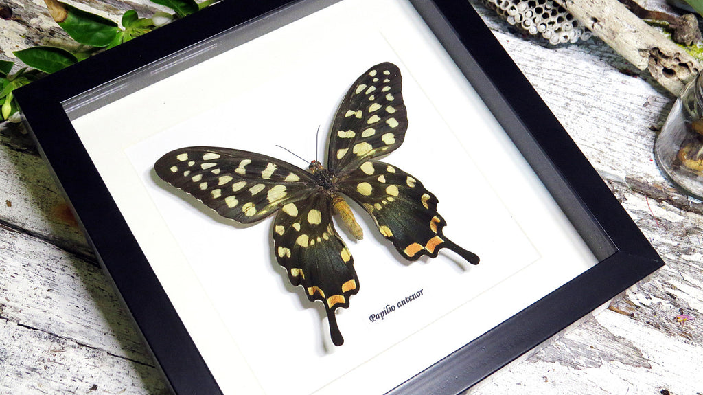 African butterfly Papilio antenor Bits & Bugs 