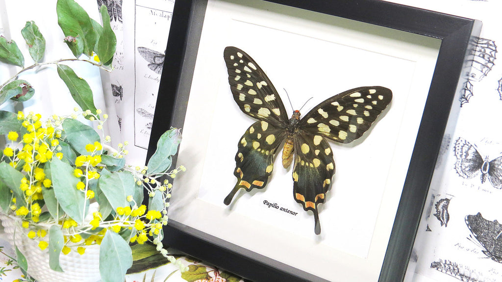 African butterfly Papilio antenor Bits & Bugs 