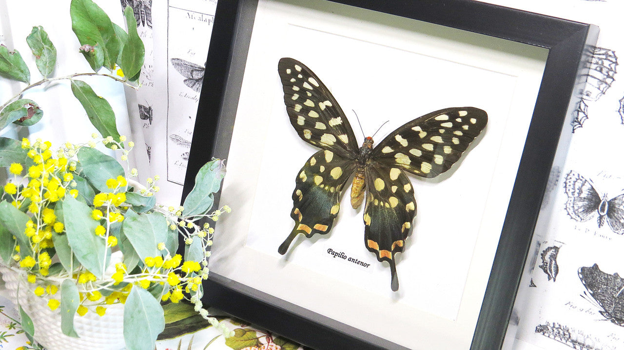 African butterfly Papilio antenor Bits & Bugs 