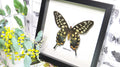 African butterfly Papilio antenor Bits & Bugs 
