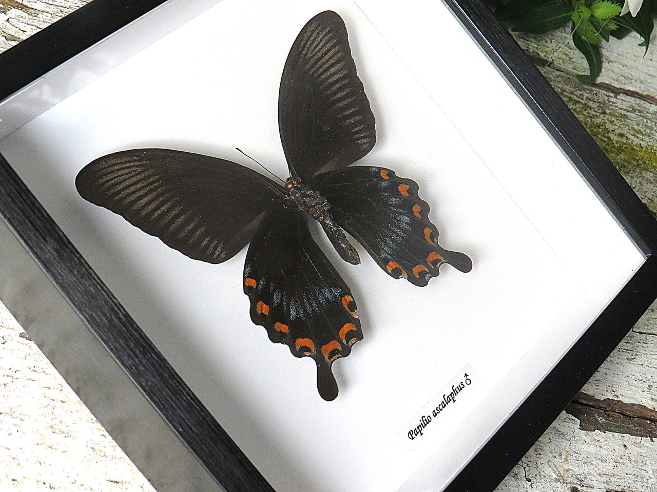 Papilio ascalaphus